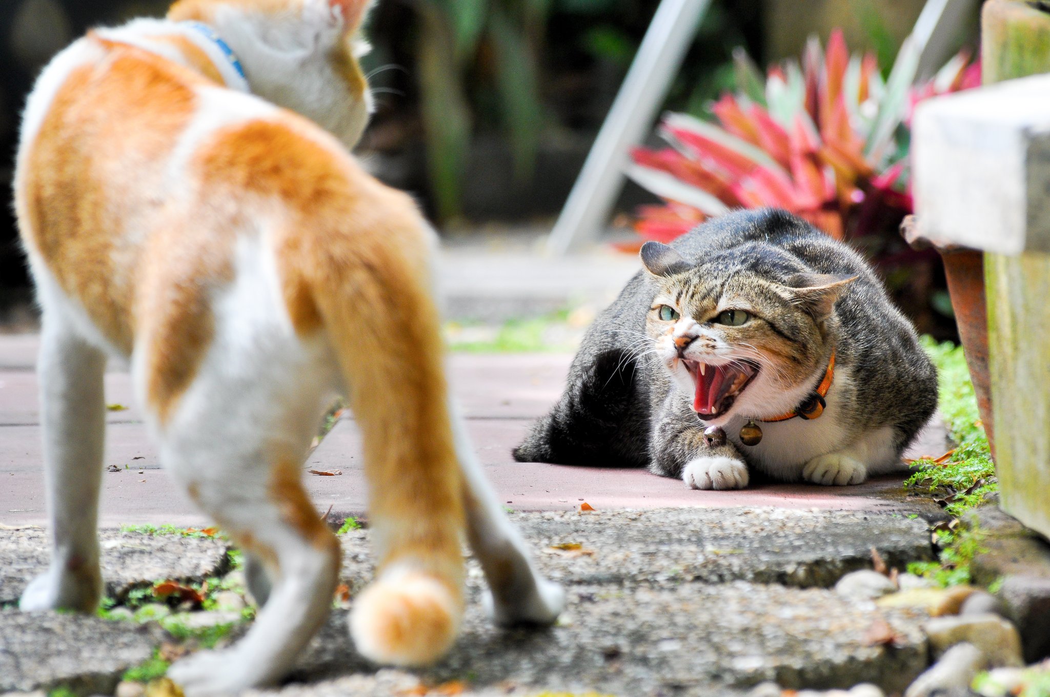 Revierkämpfe unter Katzen: Was man dagegen tun kann