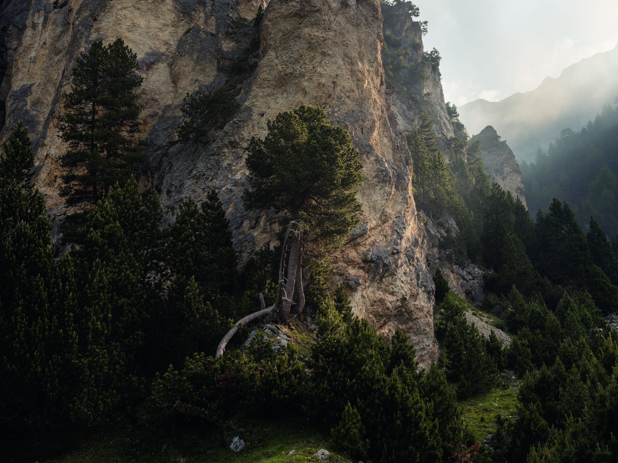 «Wald Bilder»: Markus Bühler visualisiert die einzigartige Kraft des Waldes