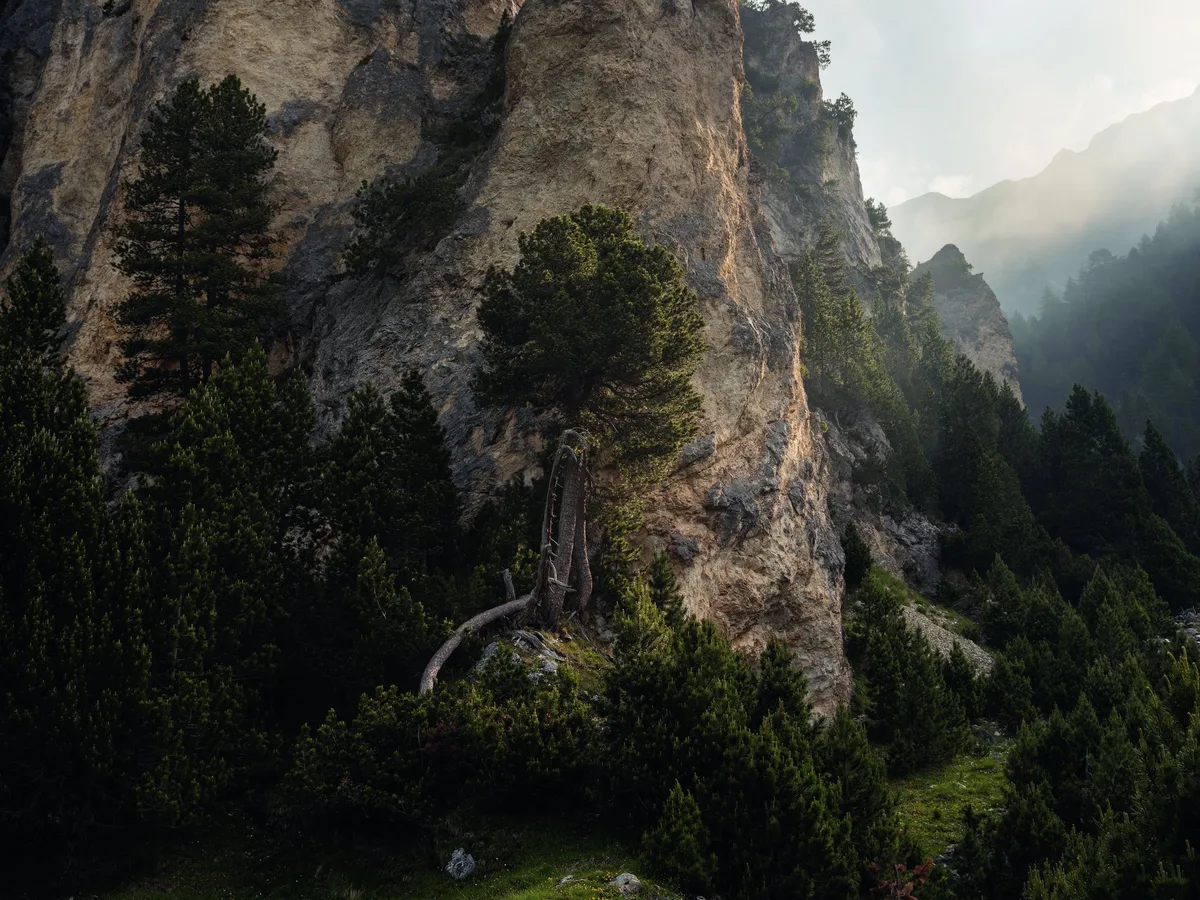 1850_M_u_M_Lukmanier_DSCF2833_Kopie «Wald Bilder»: Markus Bühler visualisiert die einzigartige Kraft des Waldes