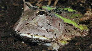 Schmuckhornfrosch