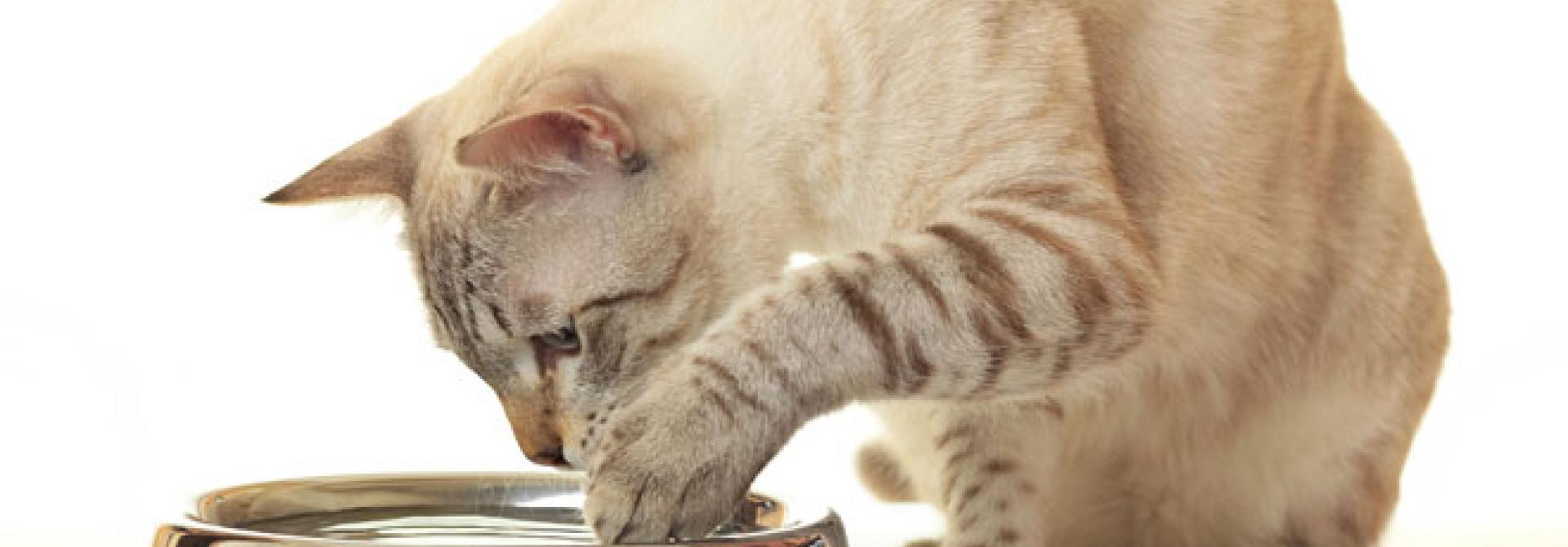 katze-trinkt.jpg