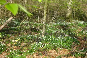 Im lichten Frühlingswald bilden sich ganze Teppiche mit Buschwindröschen oder Waldanemonen.
