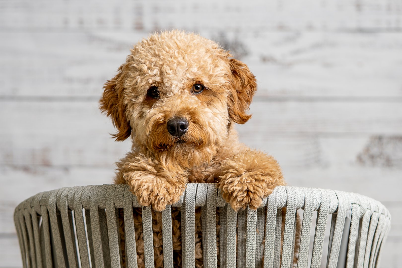 Wie Doodles die Ära der Designerhunde starteten