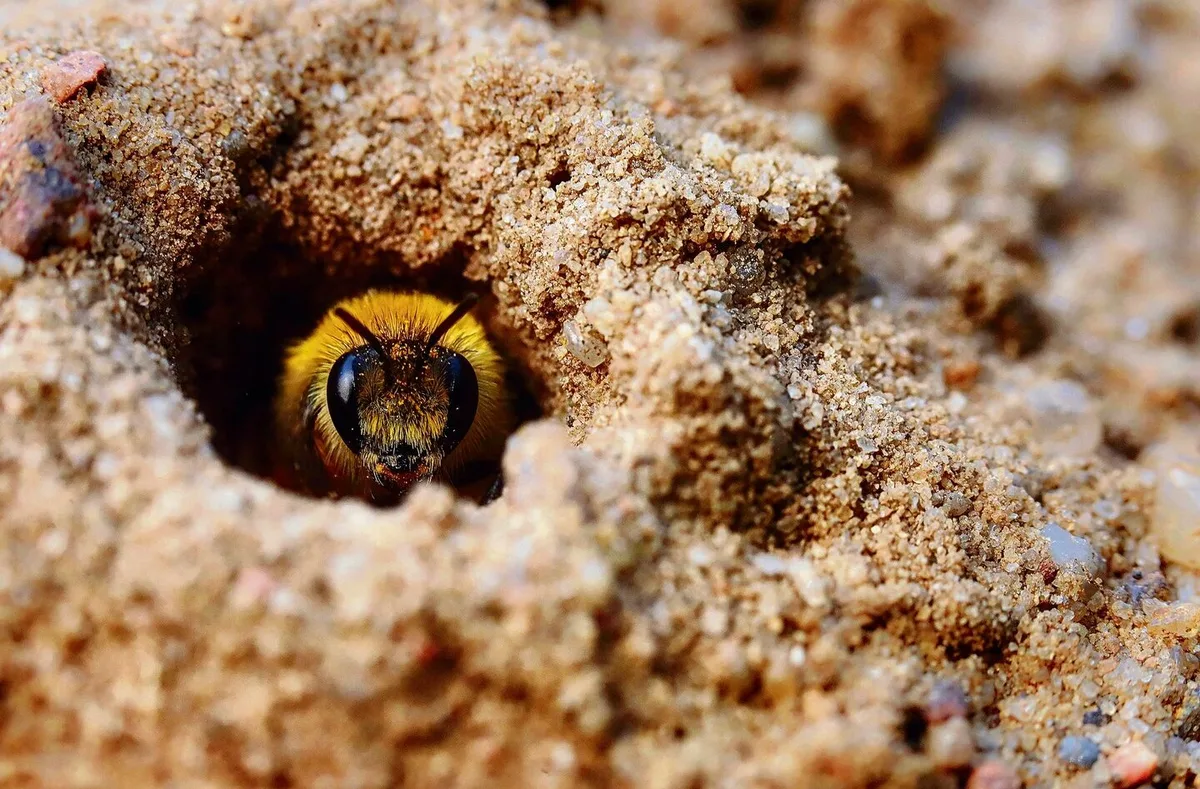 957c1f007d7dc0cd278f21b074fbdce8183a126edeee4c023f1d9ff2a7e2e06a Wildbienenarten bauen ihre Nisthöhlen im Boden, zumeist im Sand.