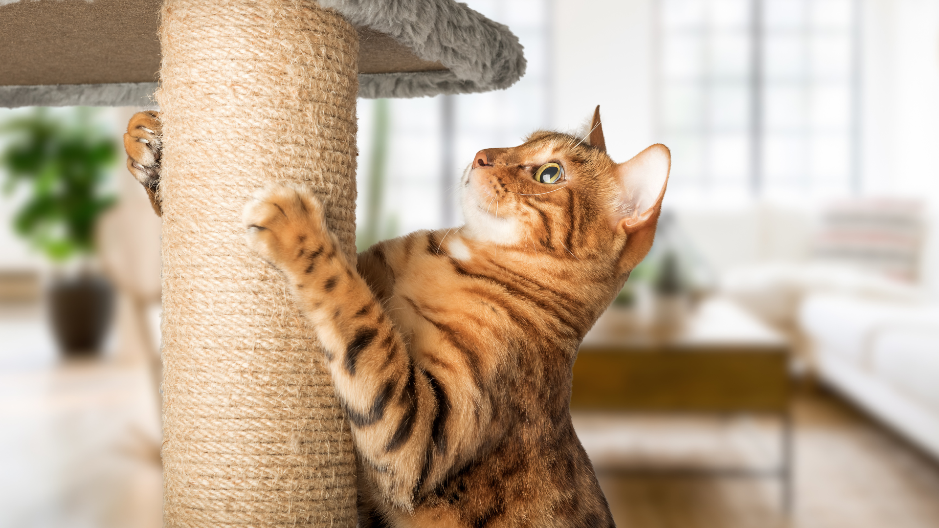 Katzen trainieren, wo sie lösen und kratzen dürfen