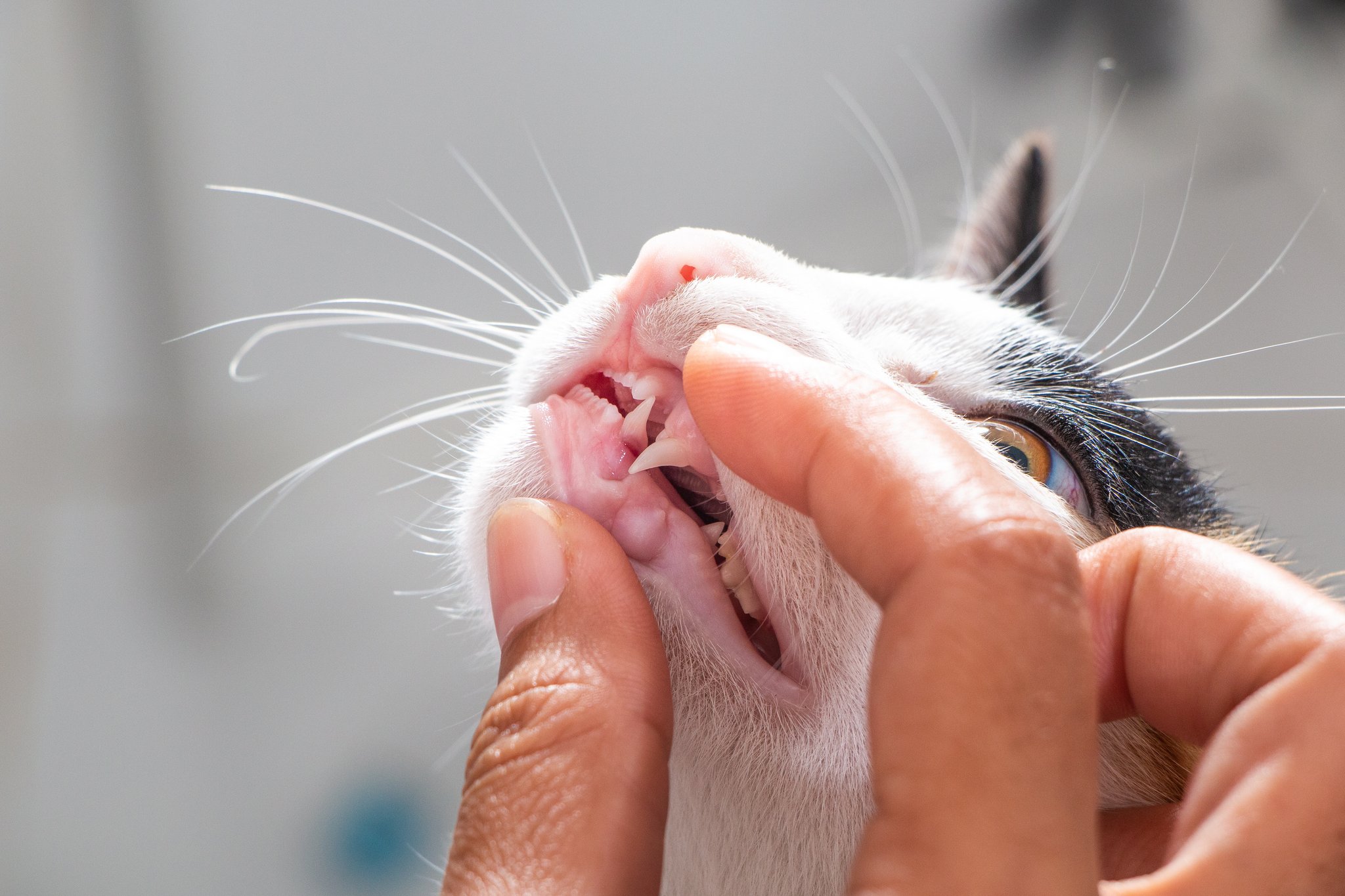 Auch Katzen sollten Zähne putzen