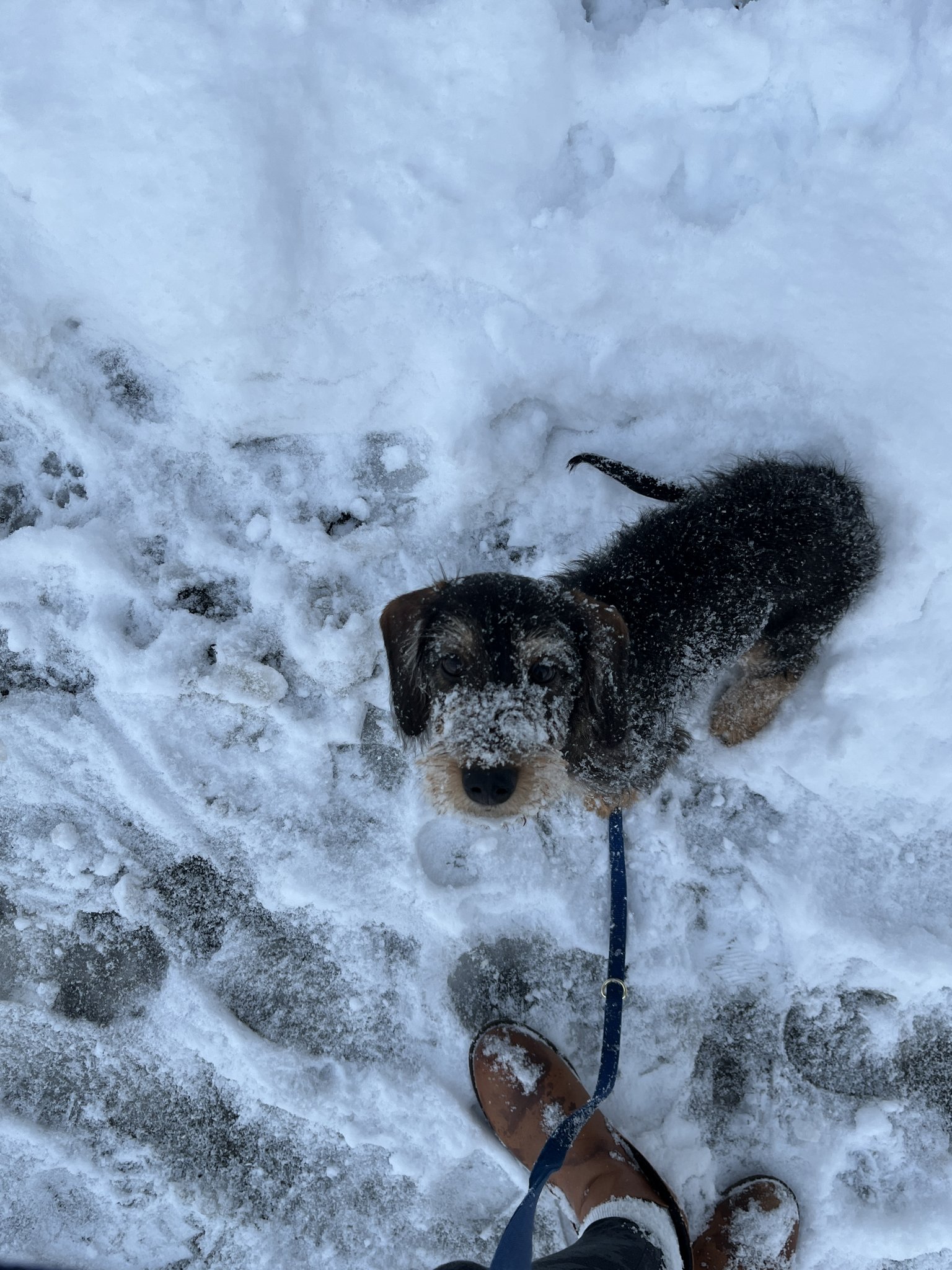 Der erste Schnee