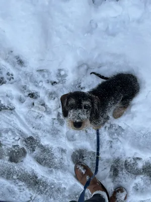 Schnee findet Frieda definitiv besser als Regen. Da vergisst man die Kälte und Nässe komplett.