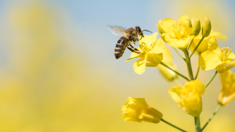 Biene auf Blume