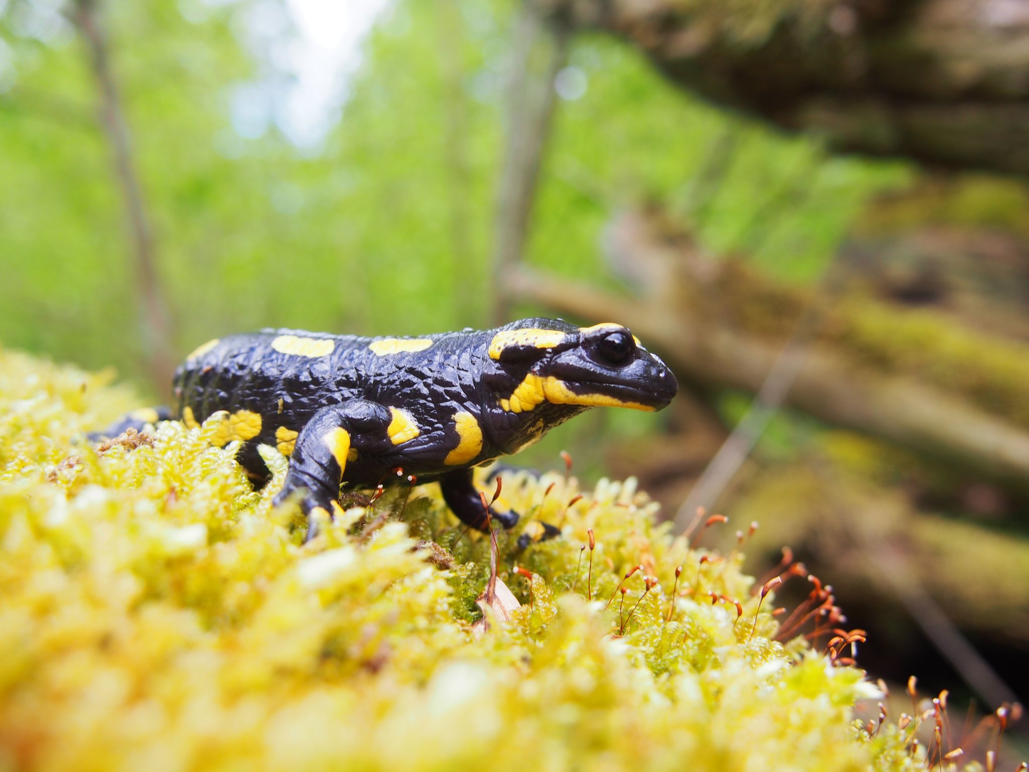 Feuersalamander: Einst gefürchtet, heute gefährdet