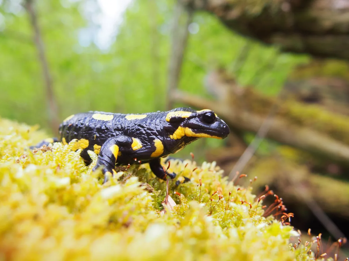 Feuersalamander_in_Suhr_Hans-Ruedi_Kunz Feuersalamander: Einst gefürchtet, heute gefährdet
