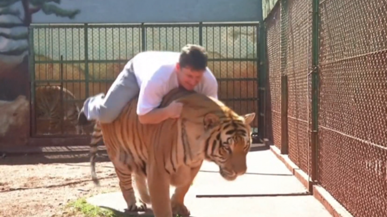 tigerride.png