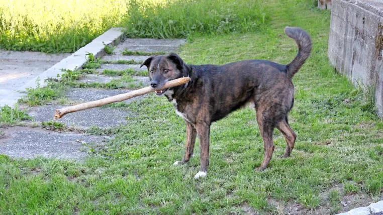 59bec470461a69a3b52d7c384134336fc898eaae Hund Bubi mit Stöckchen