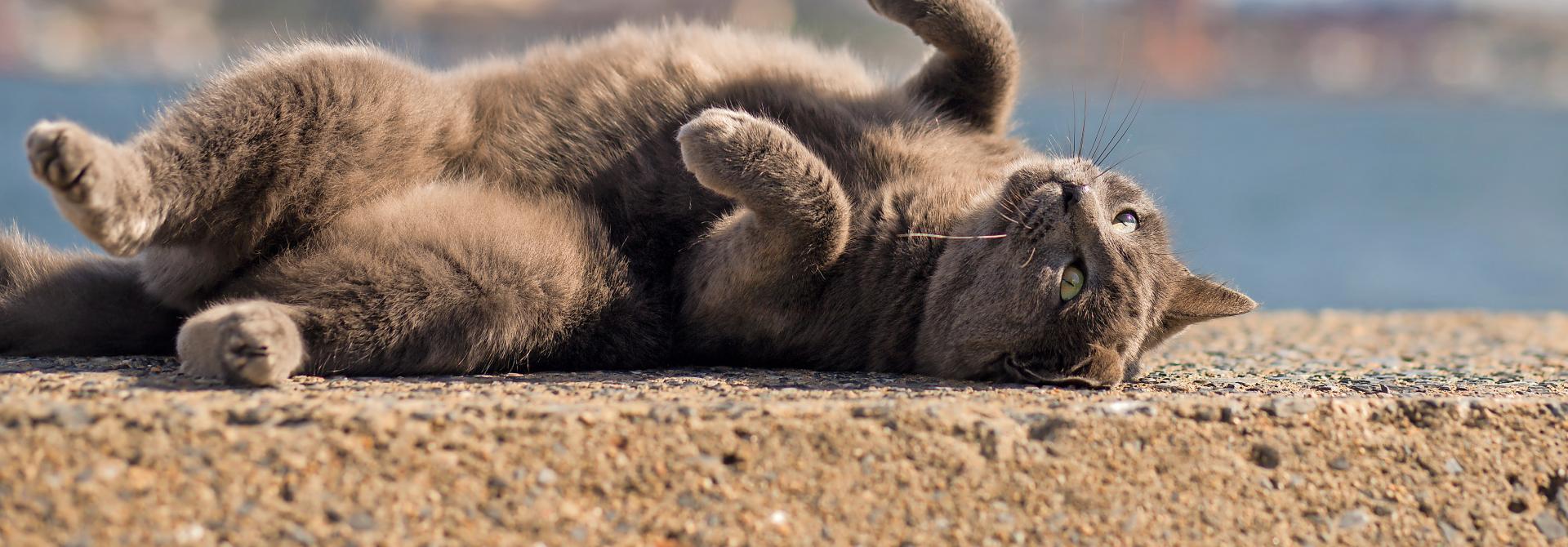 Katze rollt sich auf Boden