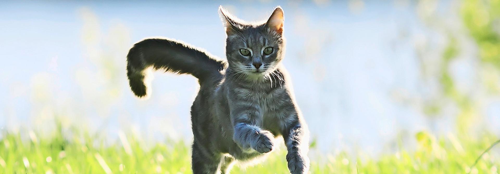 Katze anlocken