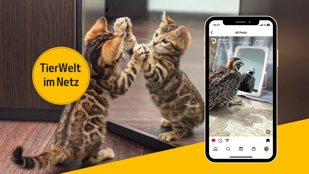 Artikelbild_TierWelt_tierweltimnetzspiegel Heute noch nicht in den Spiegel geschaut? Diese 6 Tiere schon