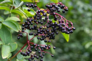 Die violett-schwarzen Beeren reifen im September heran und dienen zahlreichen Tierarten als Nahrungsangebot.