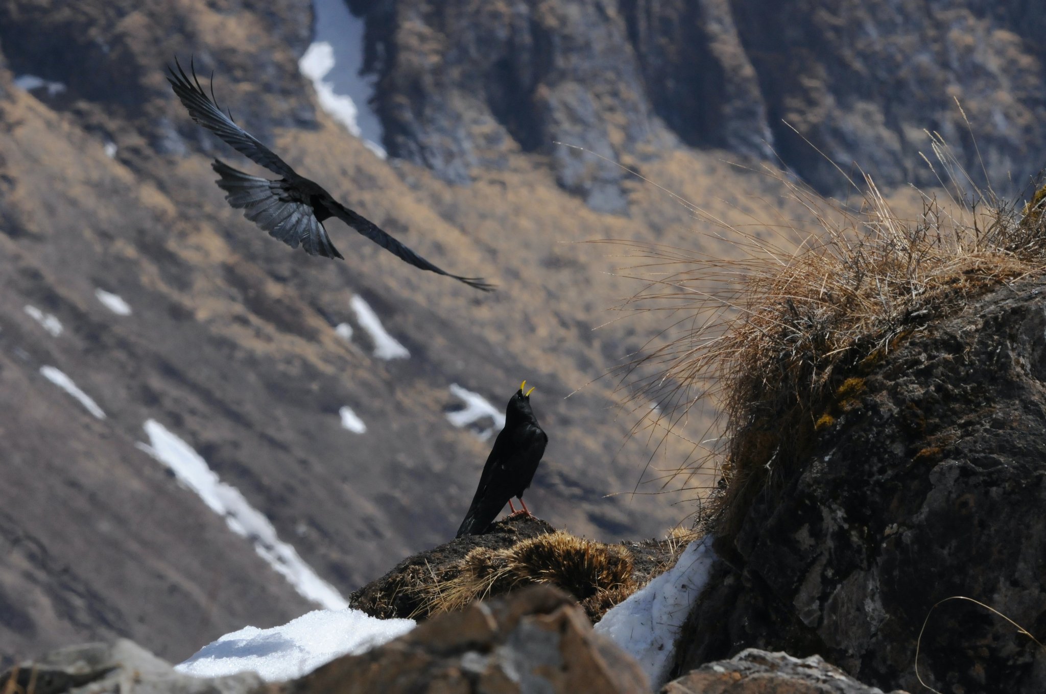 Die Alpen erschweren Vögeln die Flucht vor der Klimaerwärmung