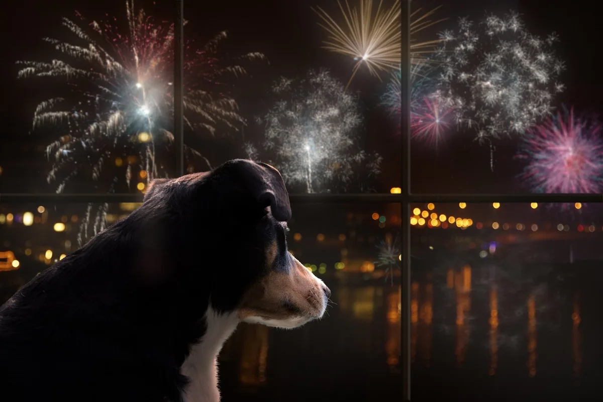 shutterstock_2224017979 Feuerwerk und Tiere: Ein Dauerthema