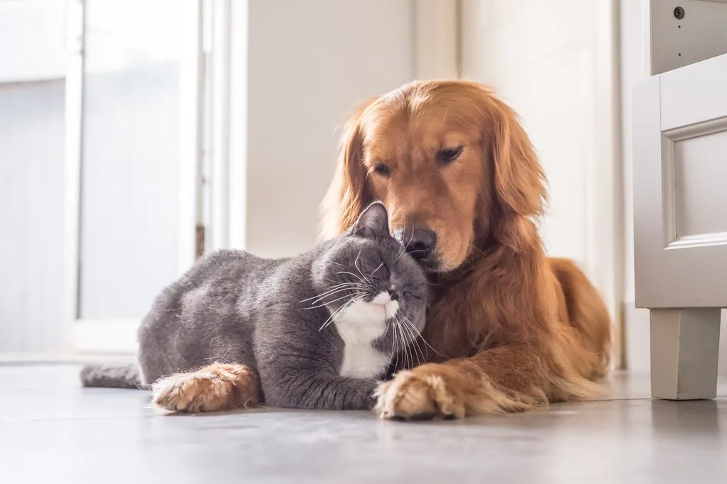 shutterstock_646123102 Darf der Vermieter Haustiere verbieten?