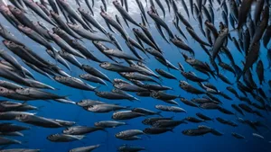 Sardinenschwarm: Millionen Sardinen ziehen an der Küste des Indischen Ozeans entlang.