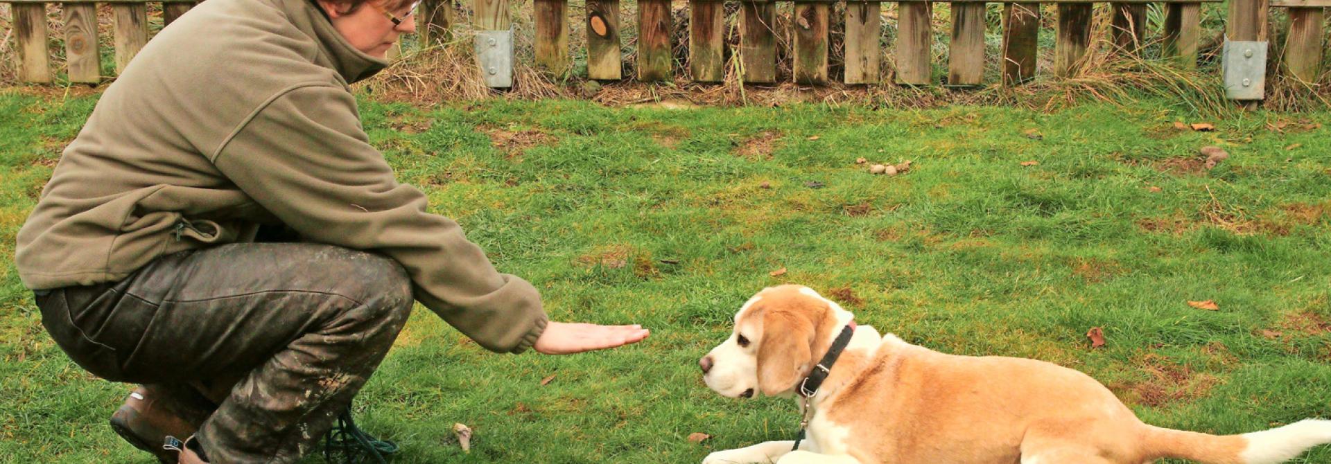 Mit tauben Hunden kommunizieren