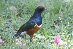 Dreifarbenglanzstare gehören zu den farbenprächtigsten und beliebtesten Glanzstaren in der Vogelpflege.