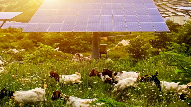 Solarpanel mit Schafherde
