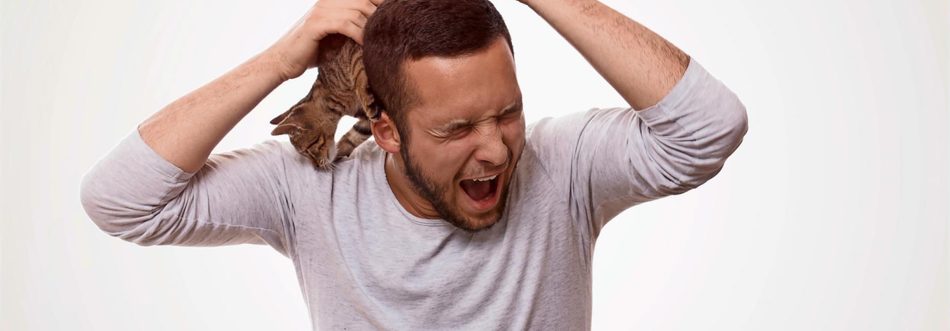 Katze springt auf Kopf