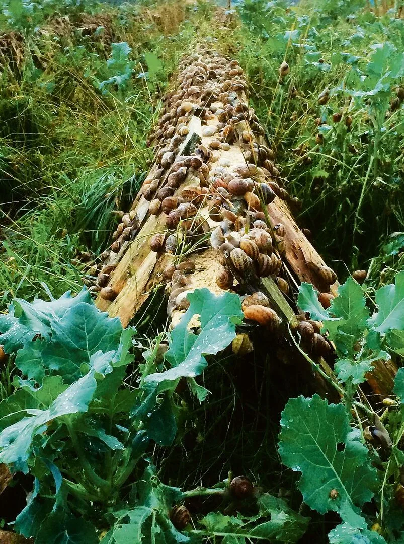 4a9b1714de593e2de496cf4b11933d3ecd64af49804e95225b3a01bd31287669 Auf Holzbrettern in grossen Gehegen züchtet Stefan Etienne Gefleckte Weinbergschnecken.