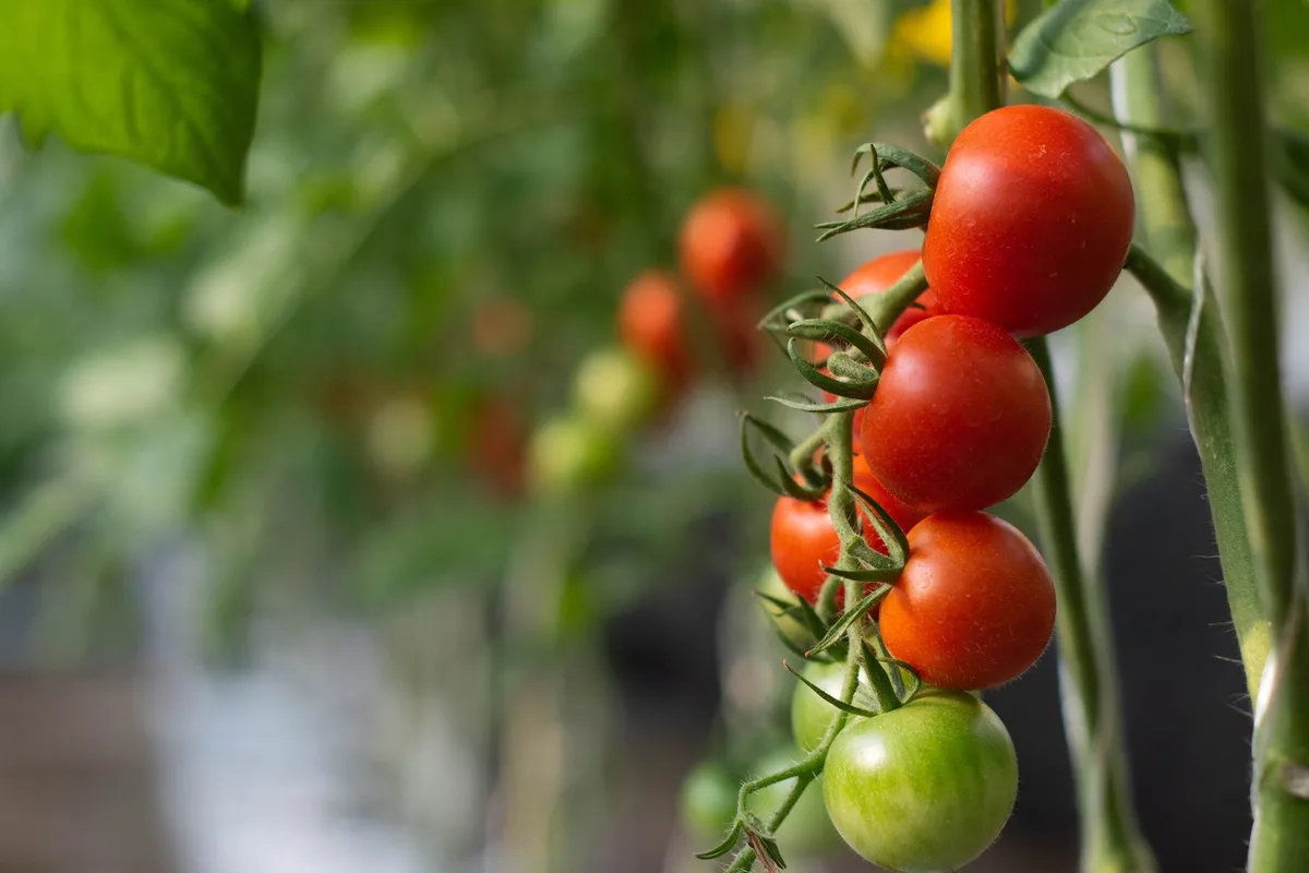 shutterstock_2153760439 Tomatenkauf im Winter: Warum «aus der Region» nicht immer besser für die Umwelt ist