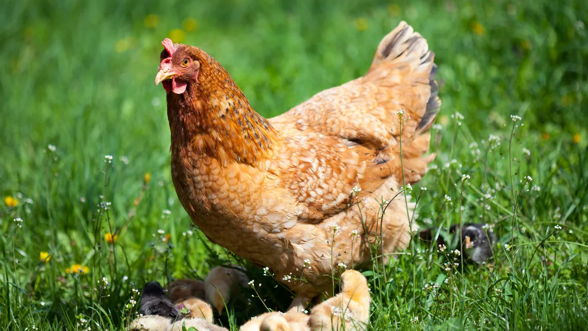 Sto__rer__10_ Wie verbringt das Huhn den Tag?
