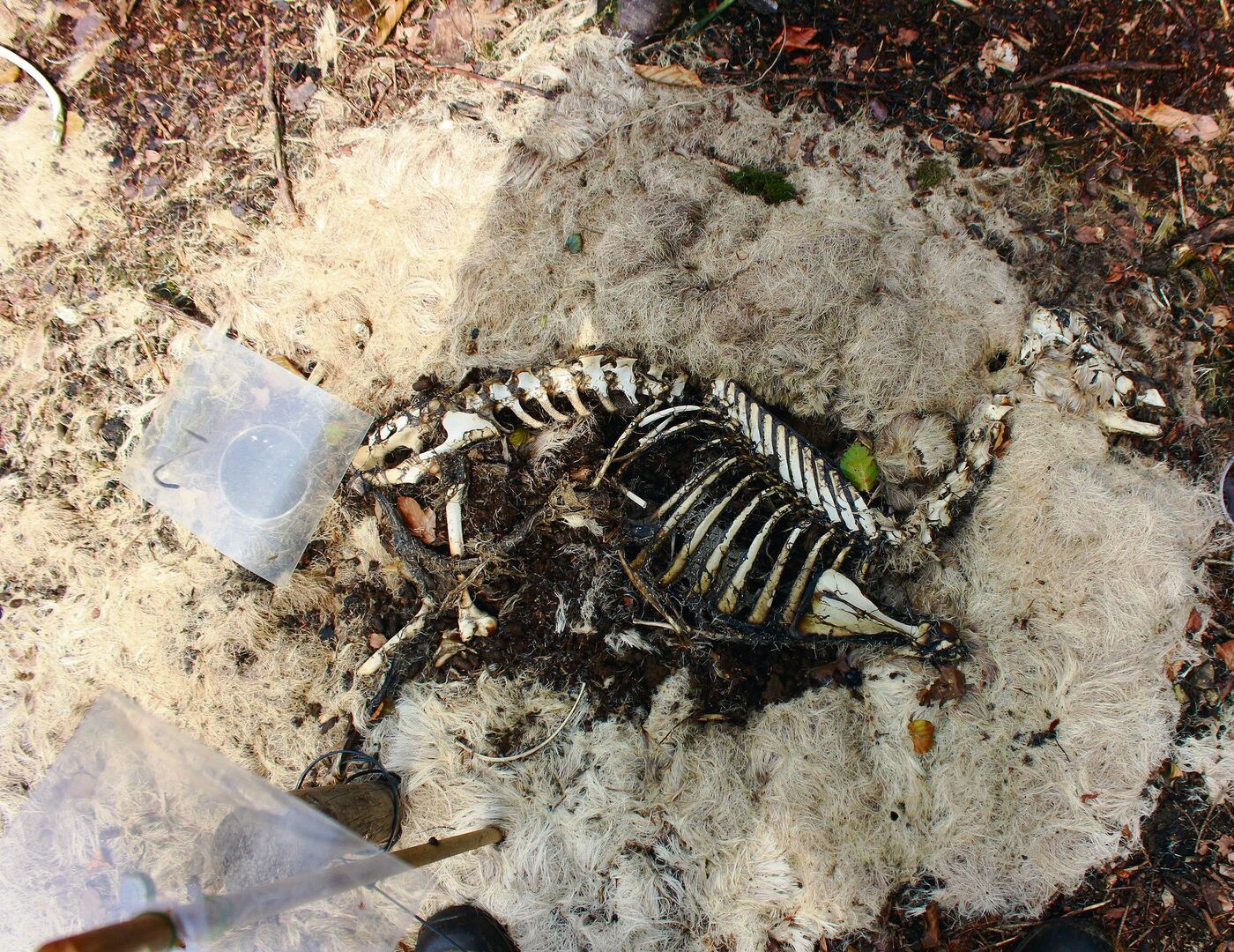 Von Kadavern bleiben einzig Fell und Knochen übrig.
