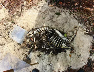 Von Kadavern bleiben in der Natur nach wenigen Tagen einzig Fell und Knochen übrig.