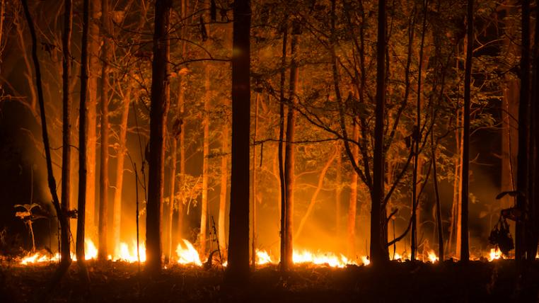 Waldbrand2.jpg
