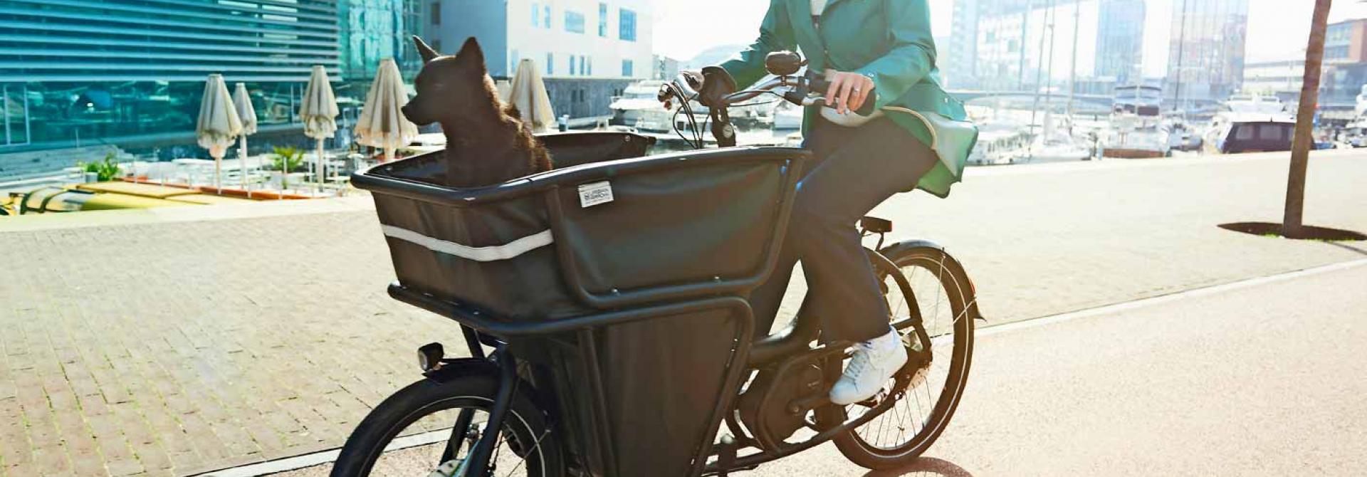 Hund fährt auf dem Fahrrad mit