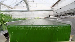 In diesem Photobioreaktor bauen Forscher der ZHAW Mikroalgen an. Dazu genügen ihnen Wasser, Sonnenlicht, etwas Dünger und CO2.