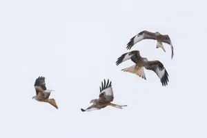 Oberhalb der winterlichen Schlafplätze sind manchmal spektakuläre Flugshows zu beobachten.
