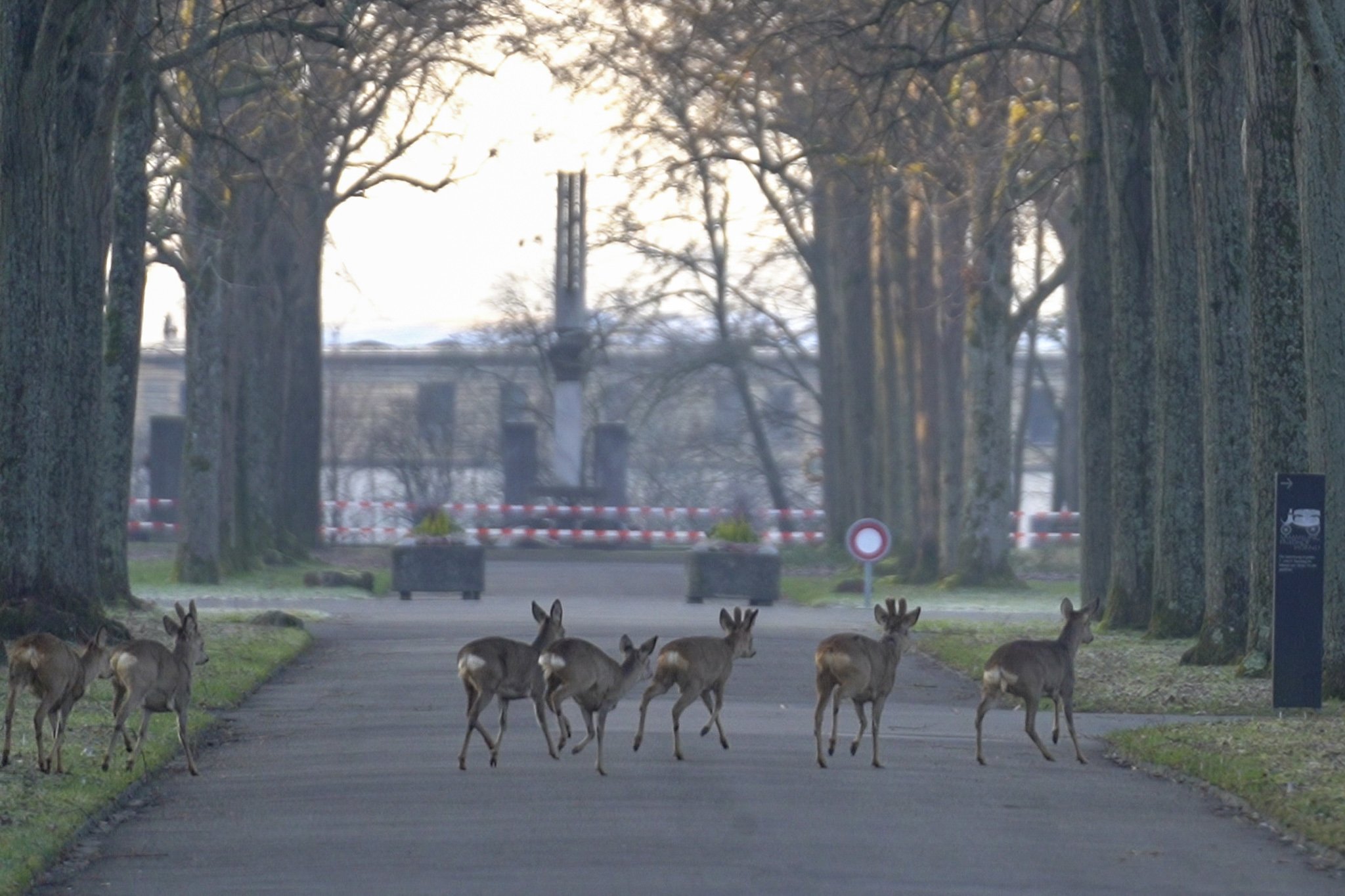 Basler Friedhof-Rehe werden umgesiedelt