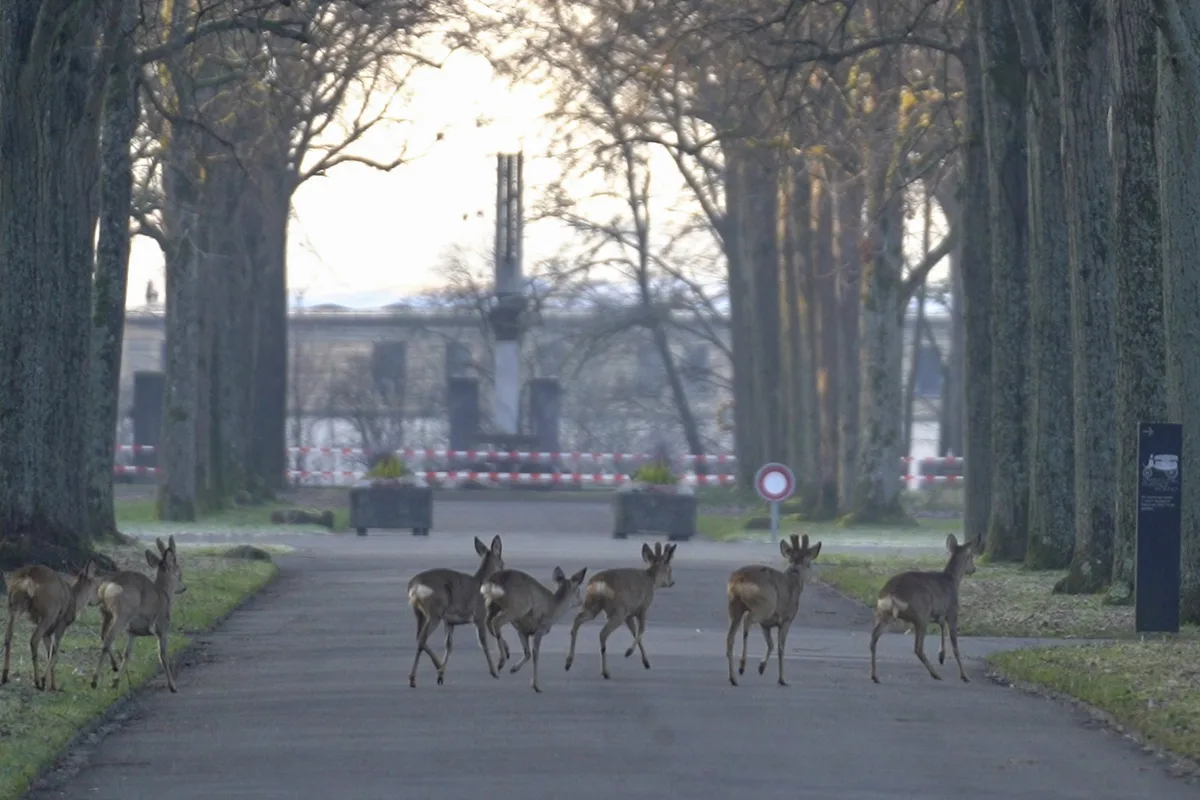 ffw_rehe_hoernli_basel_20 Basler Friedhof-Rehe werden umgesiedelt