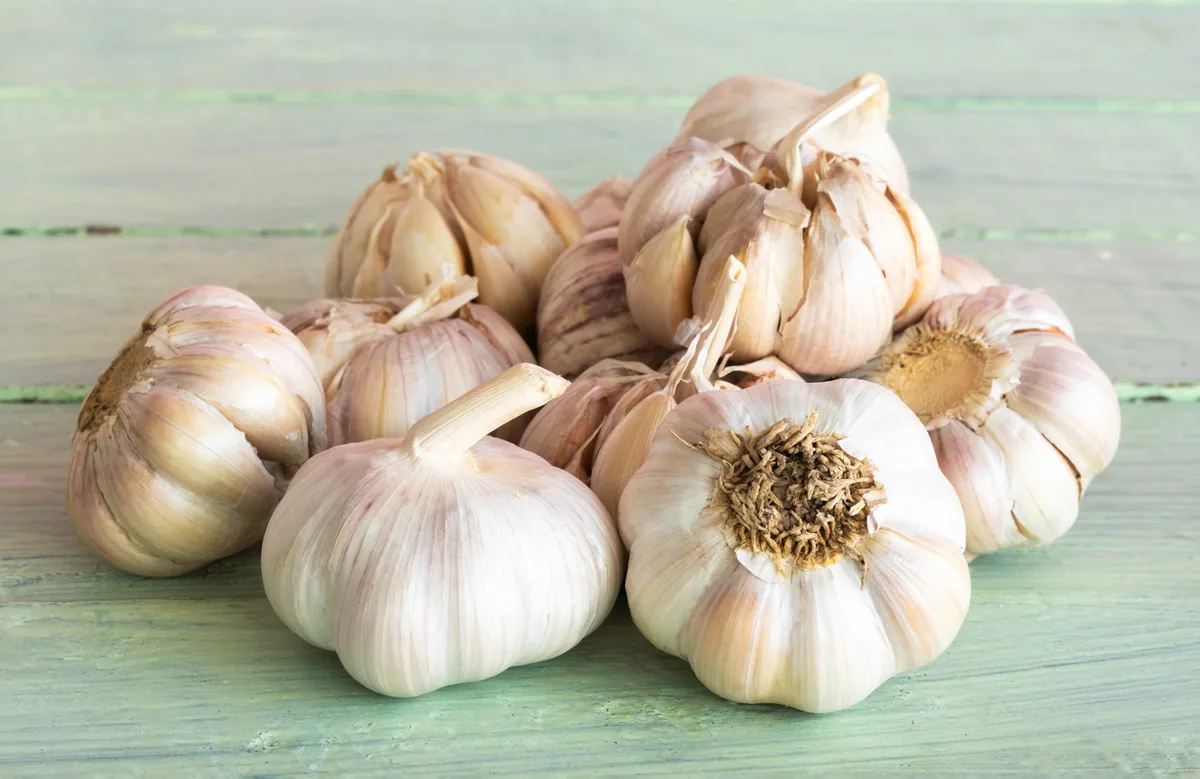 shutterstock_2139863713 Die Wirkung von Basilikum, Knoblauch und Rosen