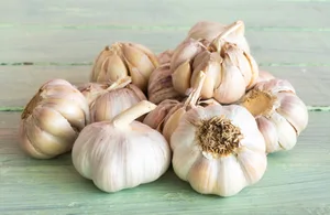 Knoblauch wird seit der Antike als Heilpflanze verwendet.