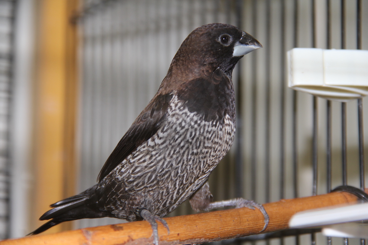 Japanische Mövchen sind geeignete Volierenvögel
