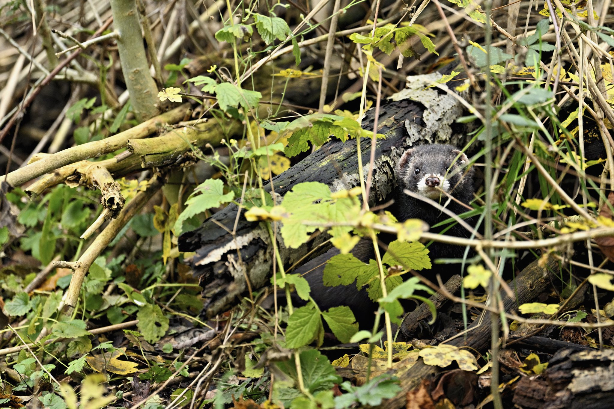 Europäischer Iltis (Mustela putorius) oder Waldiltis