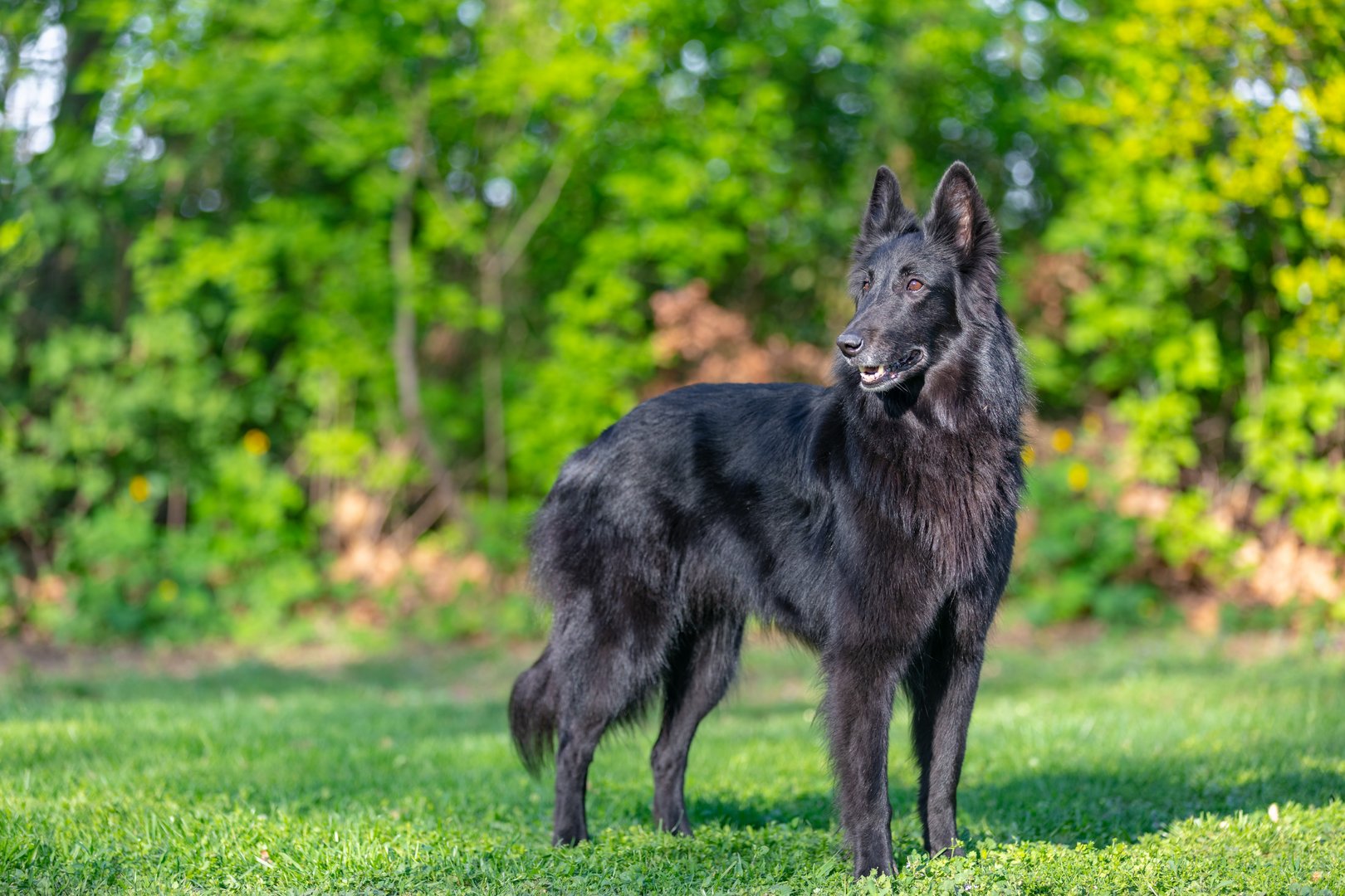 Groenendael: Belgischer Schäferhund mit elegantem schwarzem Langhaar