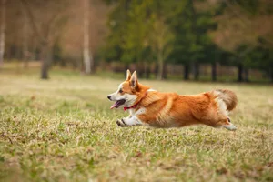 Es gibt zwei Arten des Corgis: den Pembrok und den Cardigan. Pembroks haben nur einen Stummelschwanz und Cardigans eine natürlich hängende Rute.