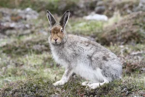 Hybridisierungen zwischen Schnee- und Feldhasen ist eine Auswirkung des Klimawandels.