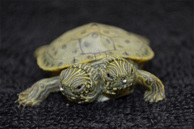 turtle.jpg