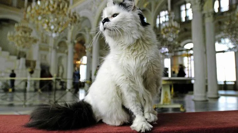 fbaba546ed765965538dae8ea1cfa332fcfc90d1 Katze in der Ermitage in St. Petersburg