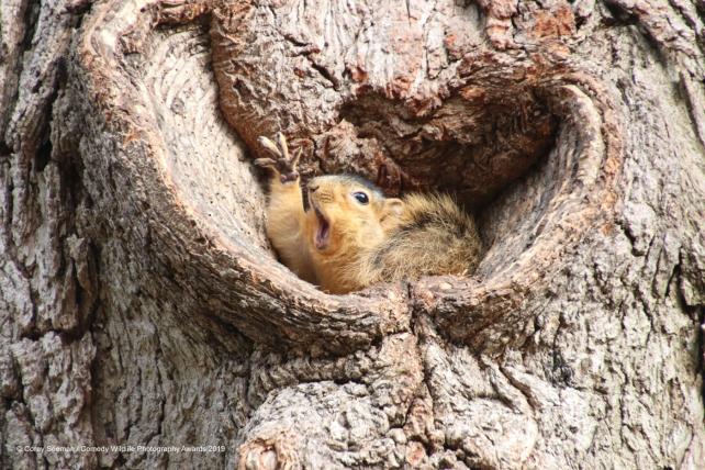06-Corey-Seeman_Who-would-like-a-peanut-Squirrels-at-the-University-of-Michigan_00003651.jpg